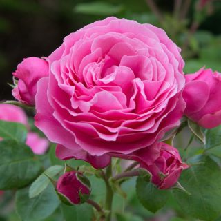 Ruža čajevke England
